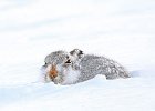 John Scholey - Mountain Hare.jpg